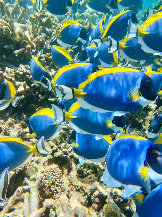 Reef Edge Thulusdhoo, Maldives Hotel Exterior photo