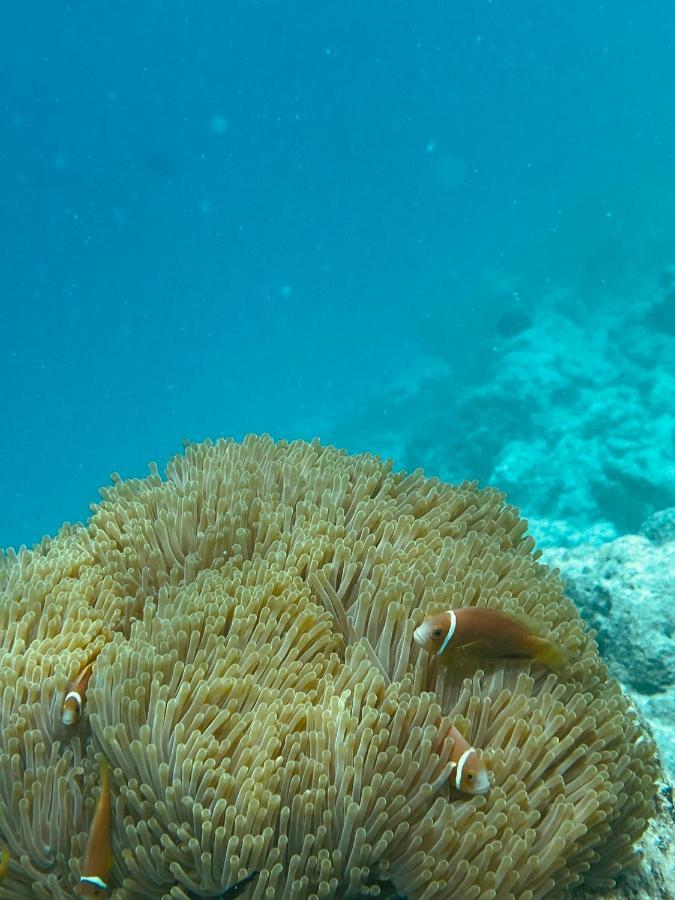 Reef Edge Thulusdhoo, Maldives Hotel Exterior photo